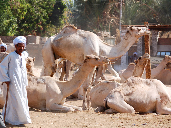 Camel Market of Darau